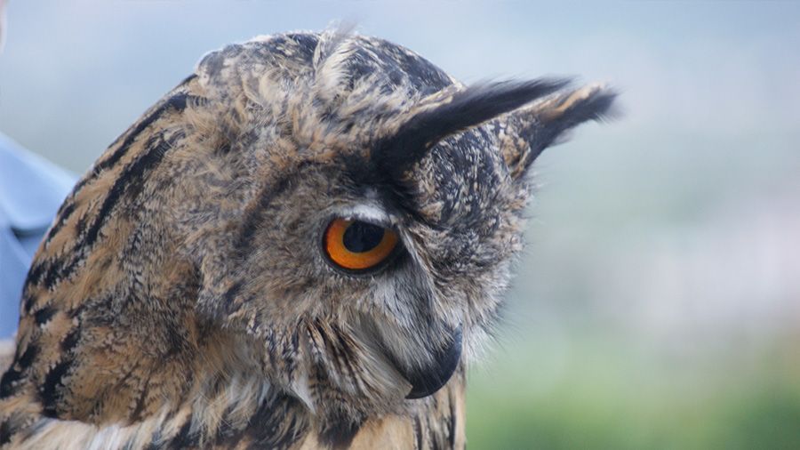 Bed & Breakfast - Gite - Hotel - Accommodation - Saillon, Valais