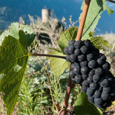 Bed & Breakfast - Gite - Hotel - Accommodation - Saillon, Valais